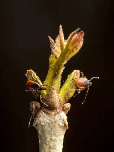Mice may drive Lyme disease more than deer